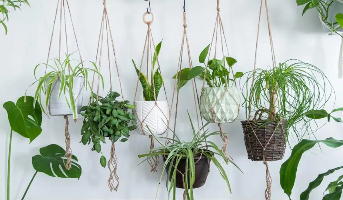 Hanging Plants