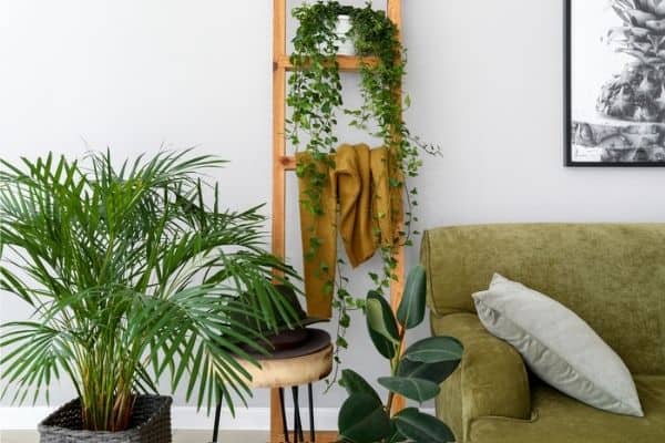 Indoor palm tree in a stylish living room