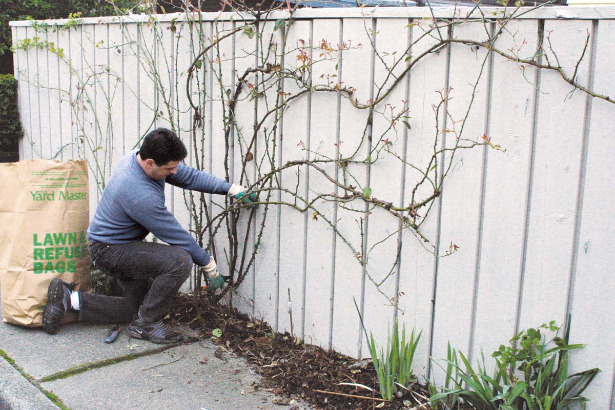 How to Prune Climbing Roses