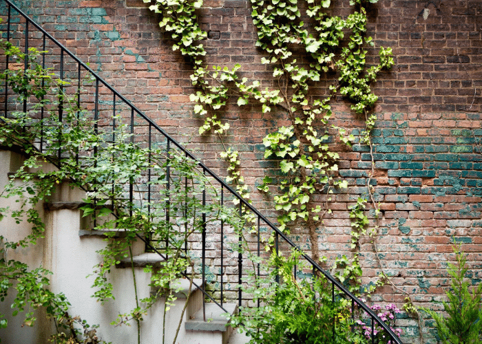 Creepers and Climbers