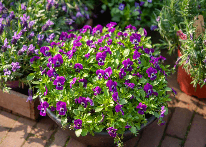 Potted Plants and Flowers