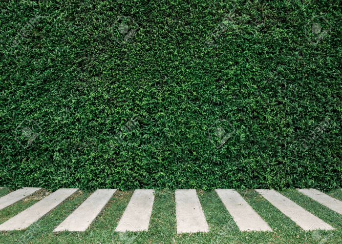 Wall Garden