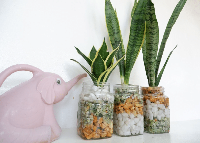 Greenery in Jars