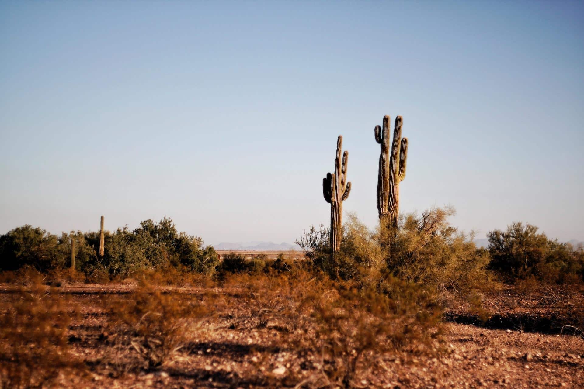 Exploring Texas: The Ultimate Guide to Visiting and Living in the Lone Star State