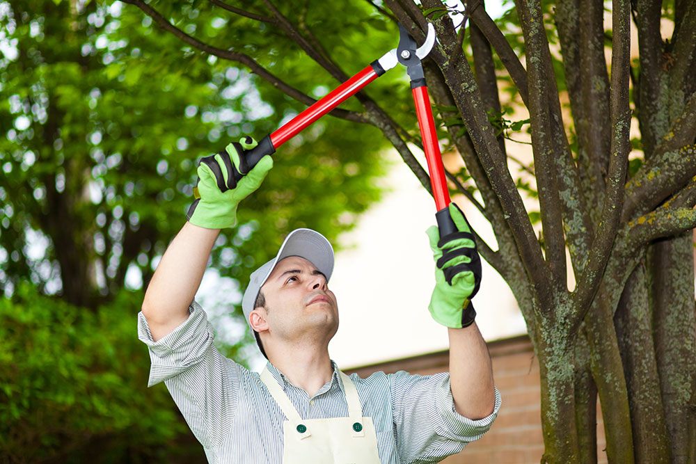 Trim Nearby Trees