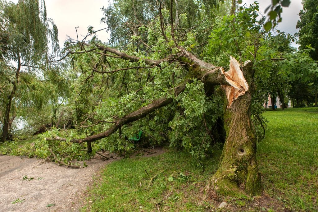 a fallen tree after hurricane