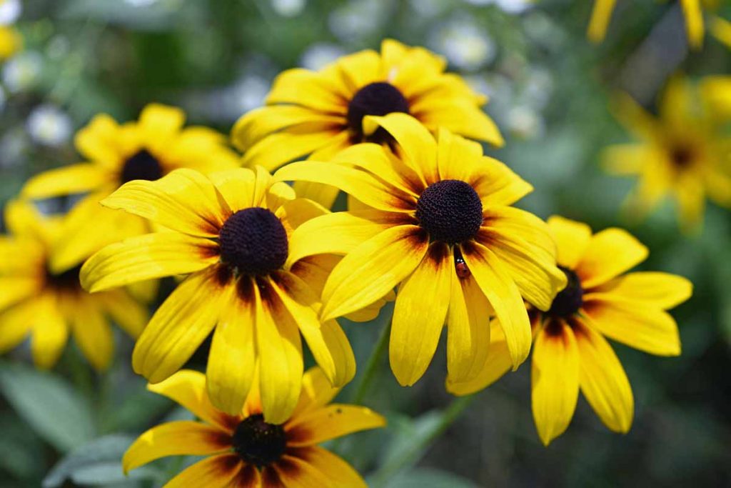 Black-eyed Susan: The Cheerful Summer Bloomer