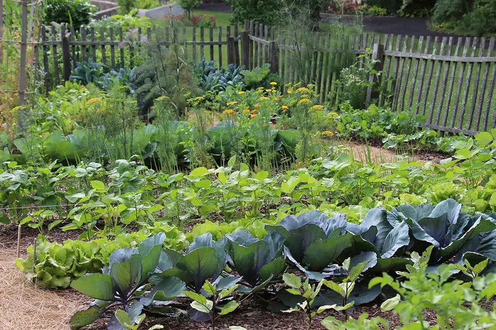 Explore the Benefits of Companion Planting