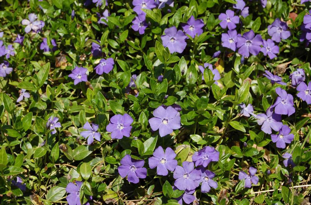 Vinca Minor: The Evergreen Ground Cover