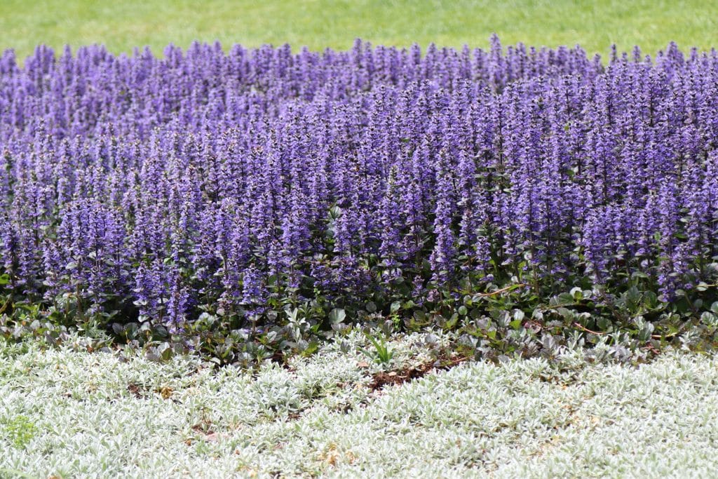 Ajuga Reptans: The Low-Maintenance Beauty