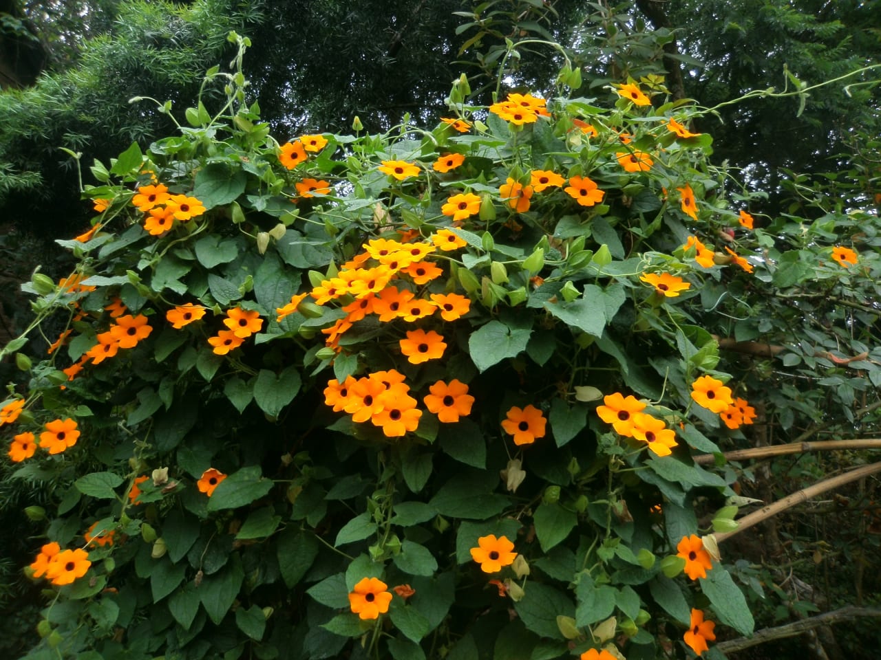 The Green Guardian's Pollinator Quest: Vinca Minor, Black-eyed Susan & Ajuga Reptans Guide