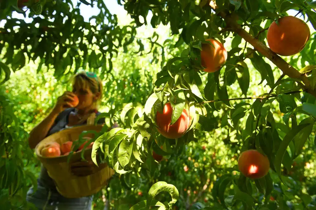 Harvesting Your Fruit