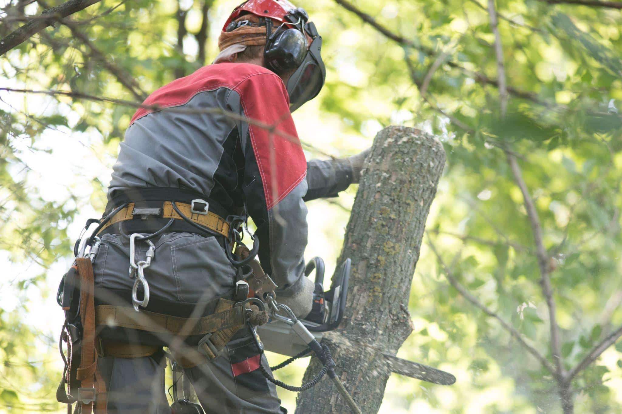 Why Prioritising Safe Techniques Matters in Tree Removal