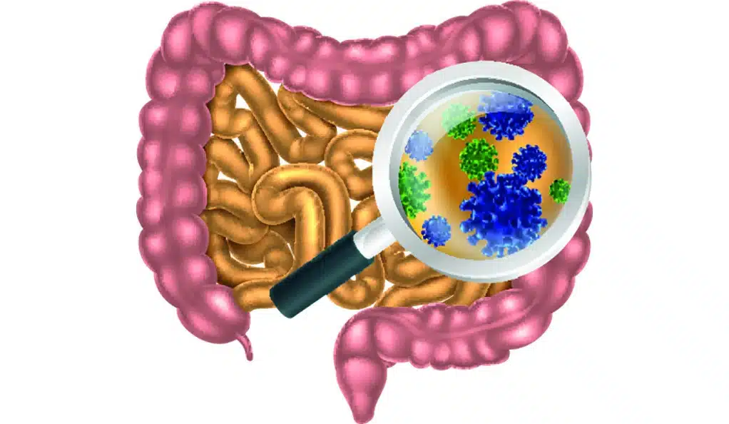 Microbiota & Digestion Support