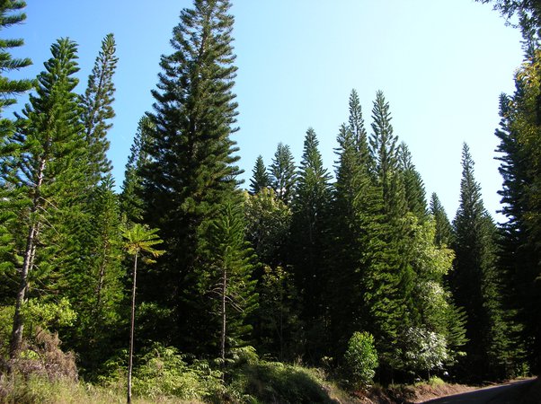 Characteristics of Coniferous Trees