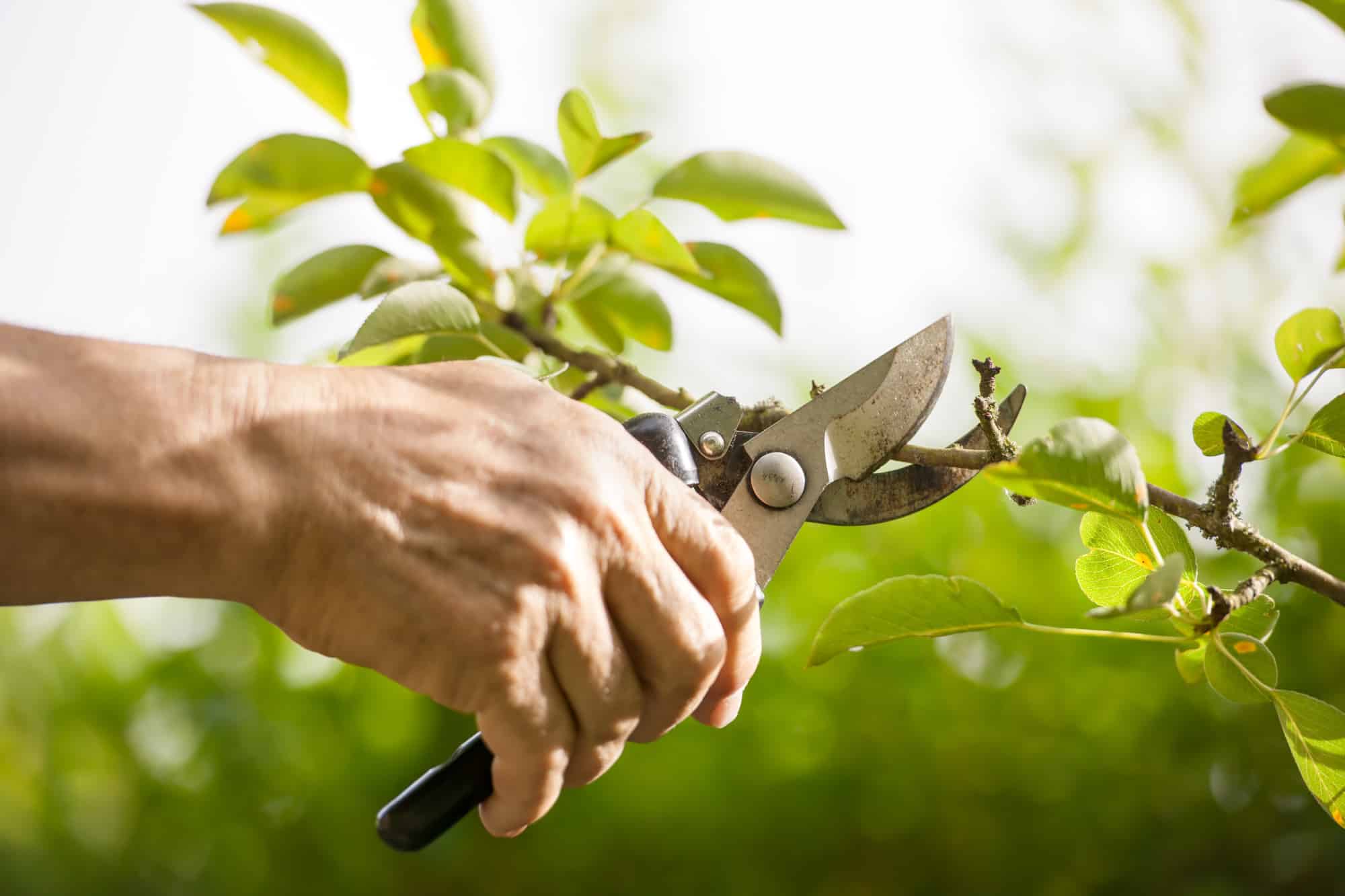 The Importance of Regular Tree Maintenance