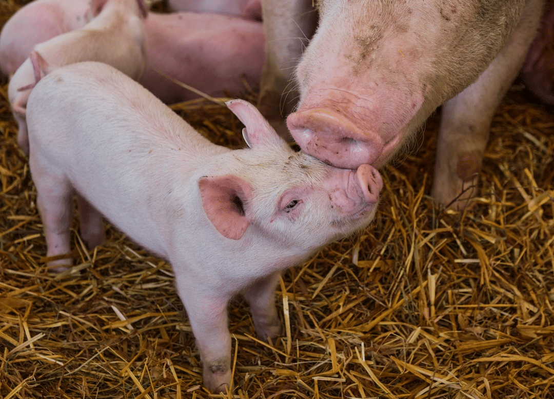 It's simple; life is better with animals around! If you have the space, starting a backyard farm is easy, and we have four handy tips to get you started.