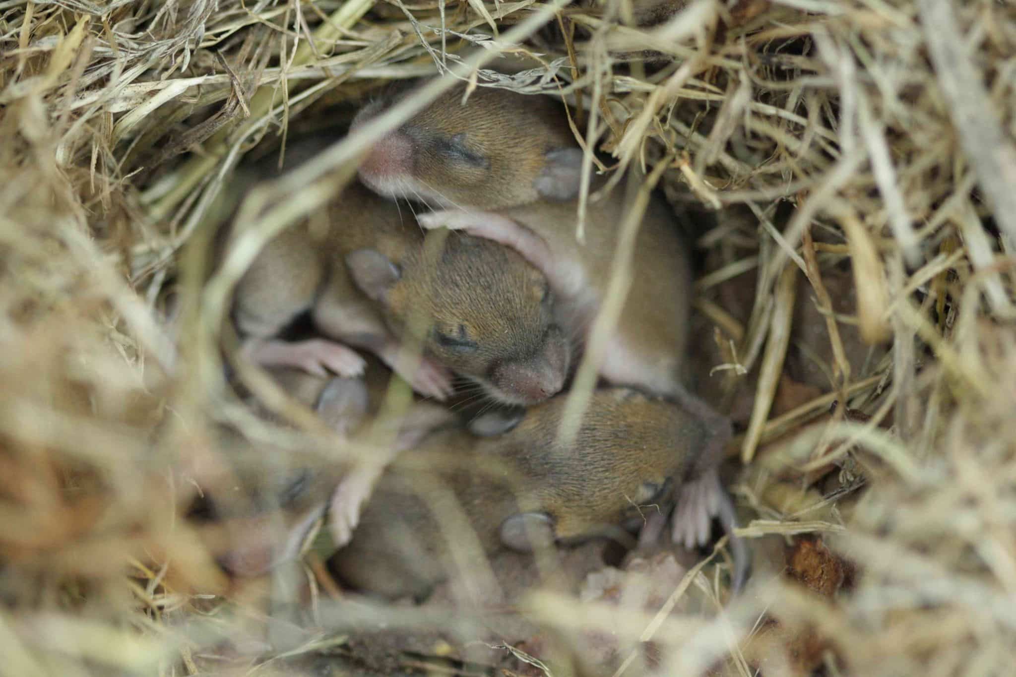 Rodent Nests