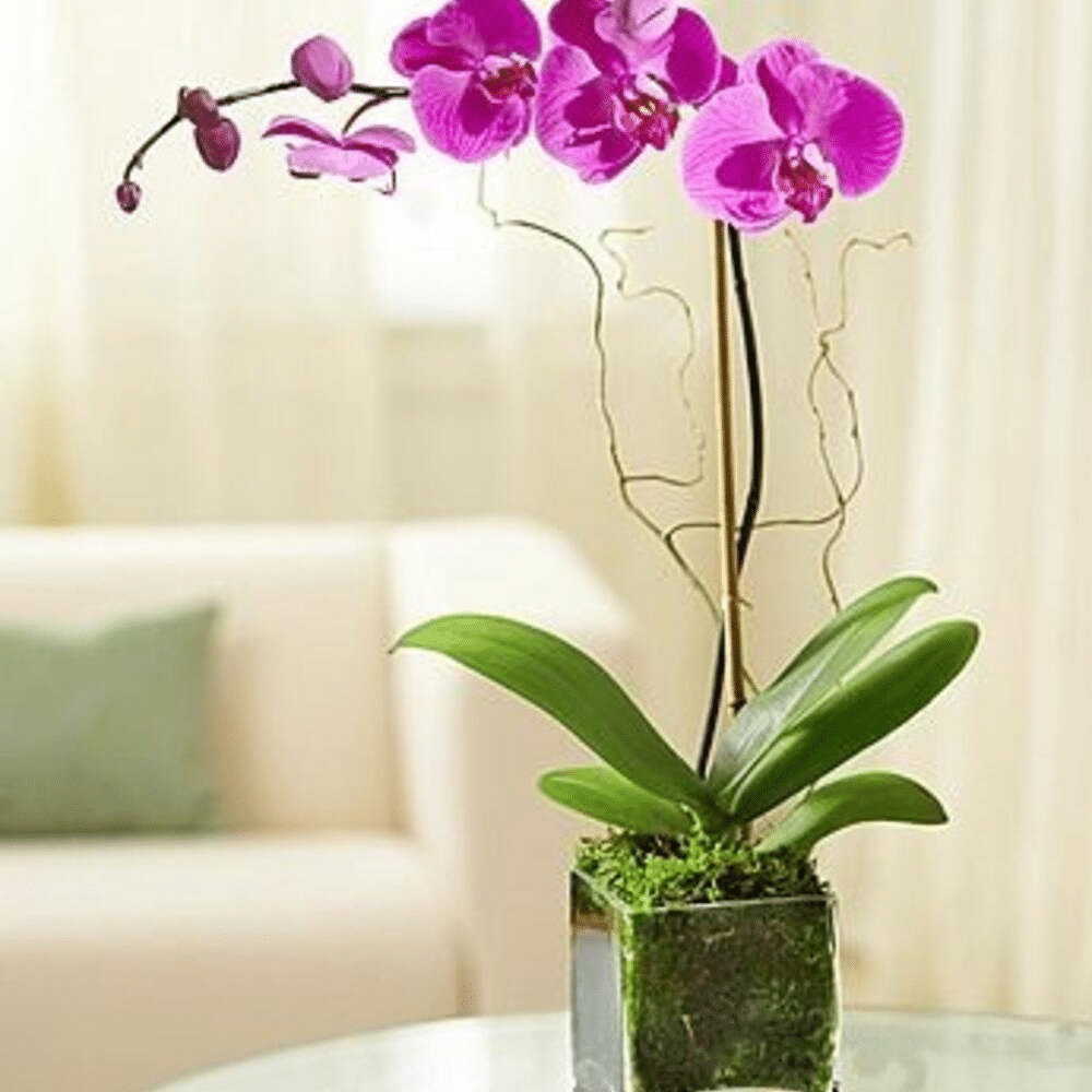 Benefits of Having Indoor Plants in Your Dubai Office