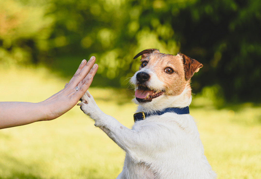 How to Keep Clean if There Is a Dog Living in The House?