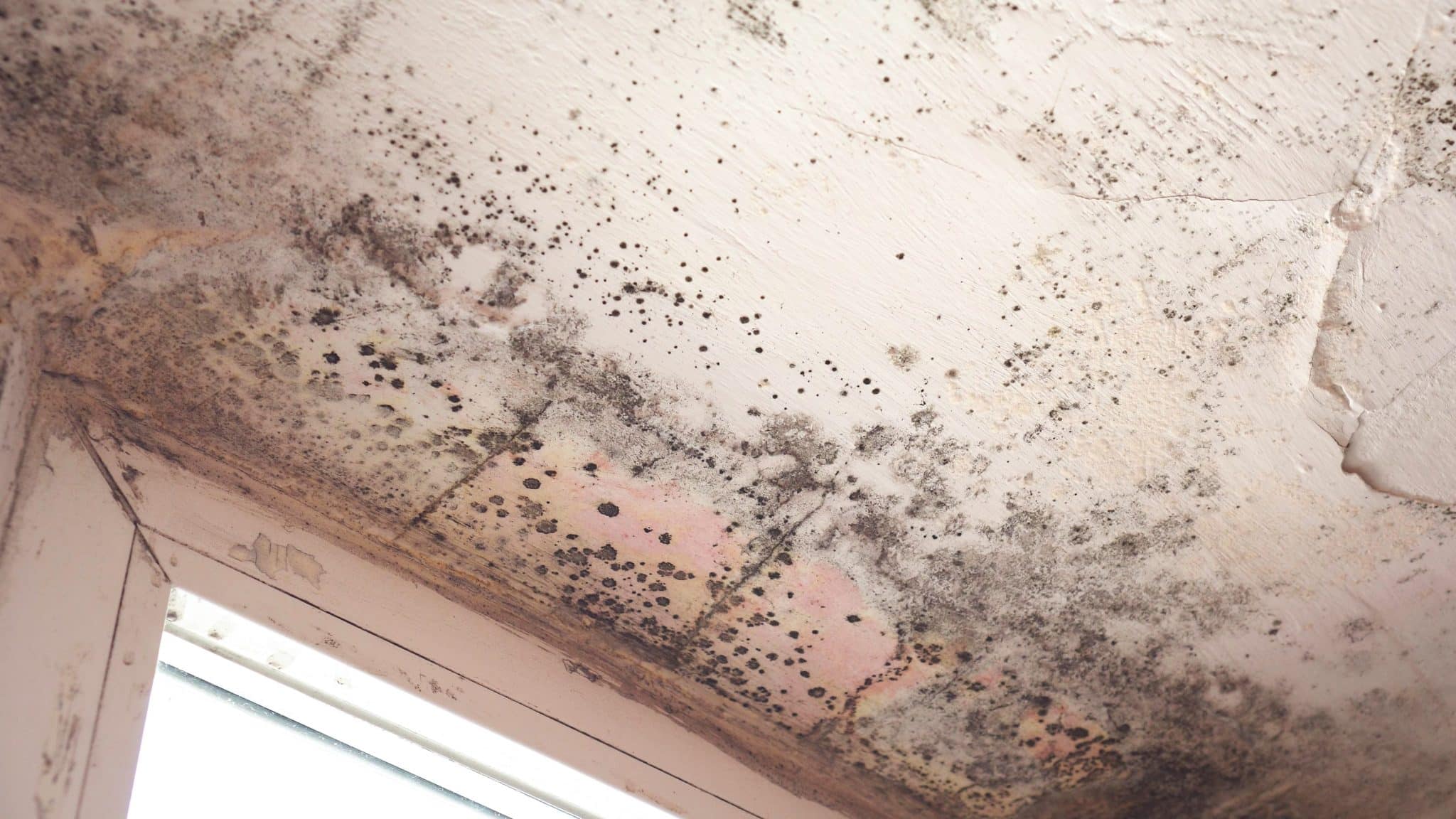 What Are the Signs of Mold Growth? 