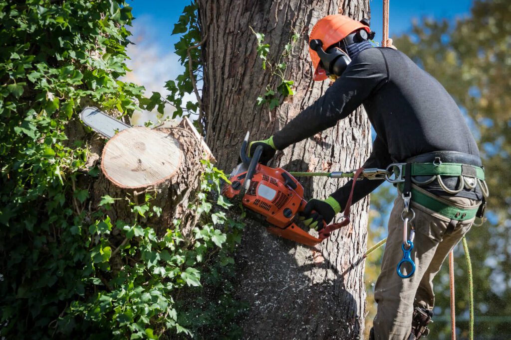 Benefits of Hiring an Arborist in Sydney