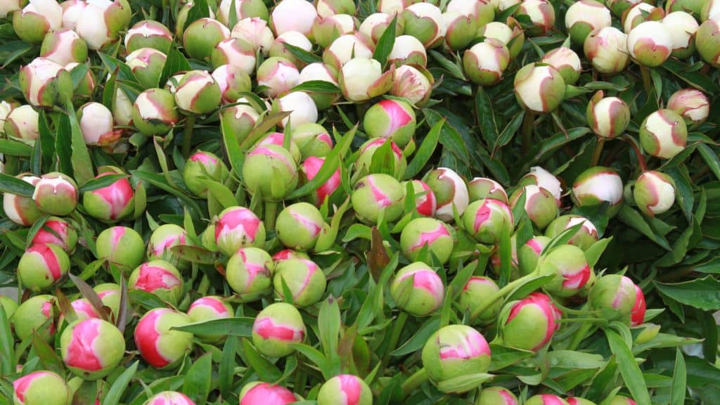 Can You Get Peonies in September? Availability and Alternatives