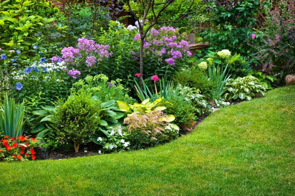 Choosing the Right Perennial Plants