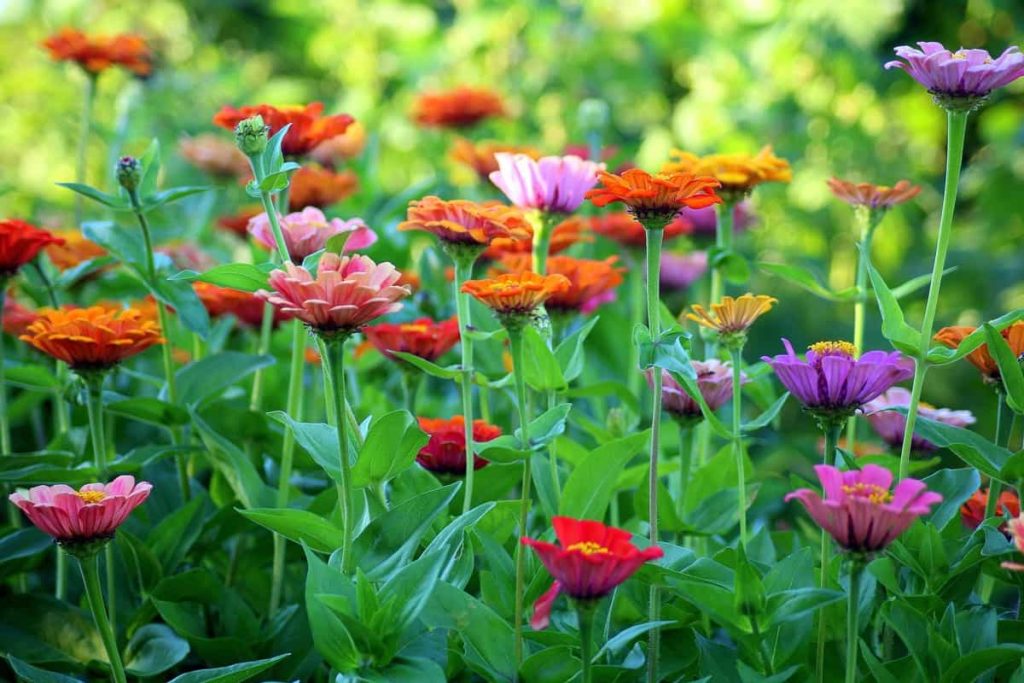 Flowers in Season in September: Your Guide to Late-Summer Blooms