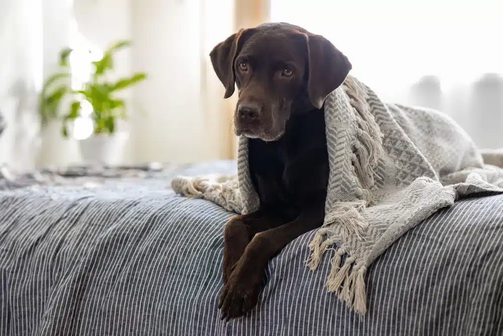 Make the Space Comfortable and Relaxing for Your Dog