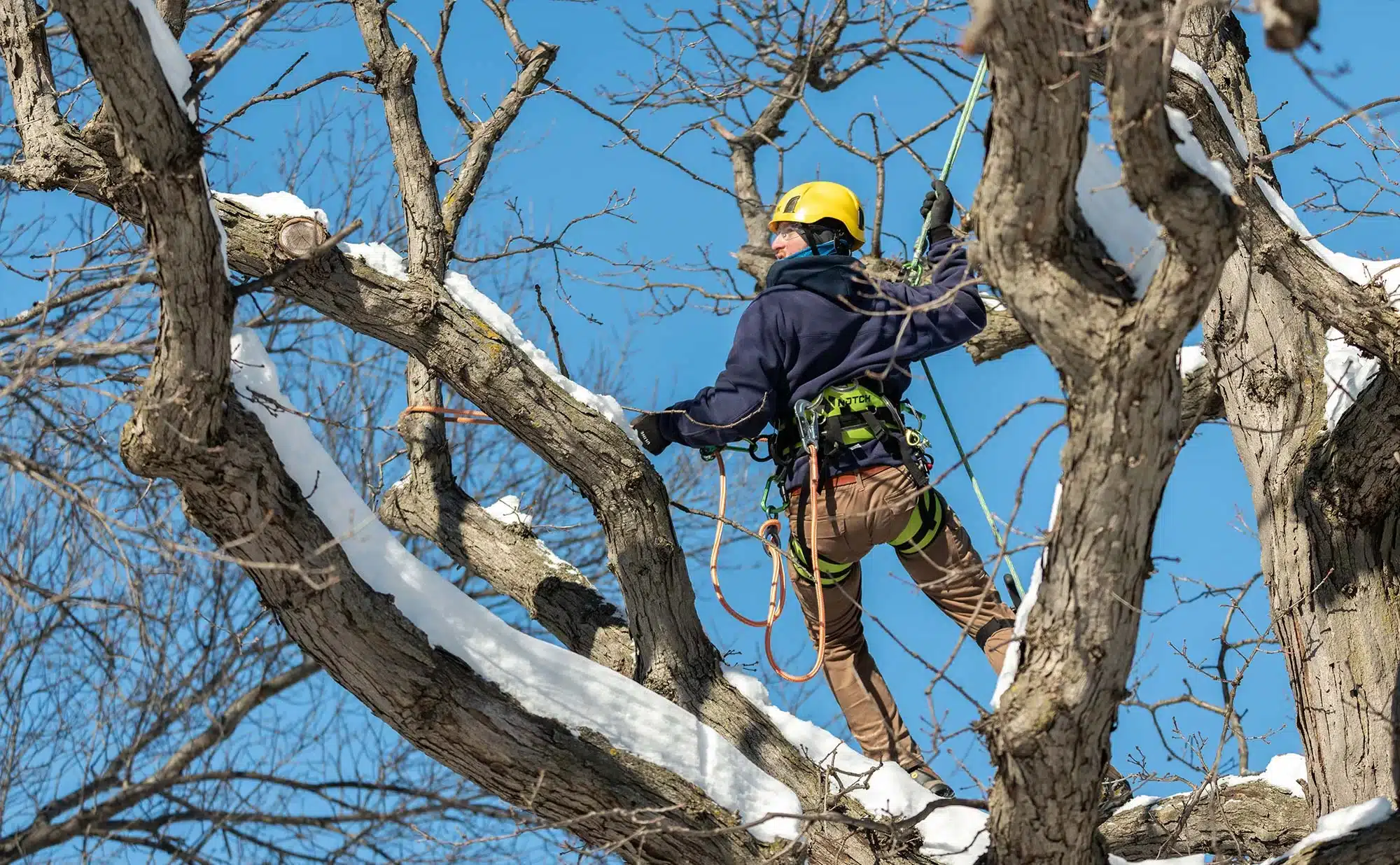 The Logic Behind Winter Tree Pruning 