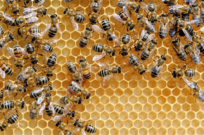 Treatment Cost for Bees