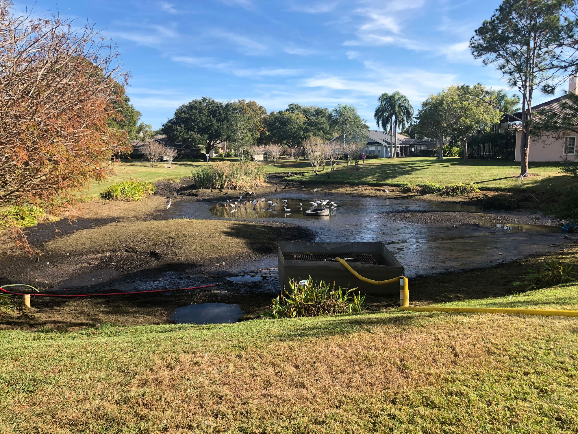 Understanding the Effects of Rainstorms on Drought-Affected Trees