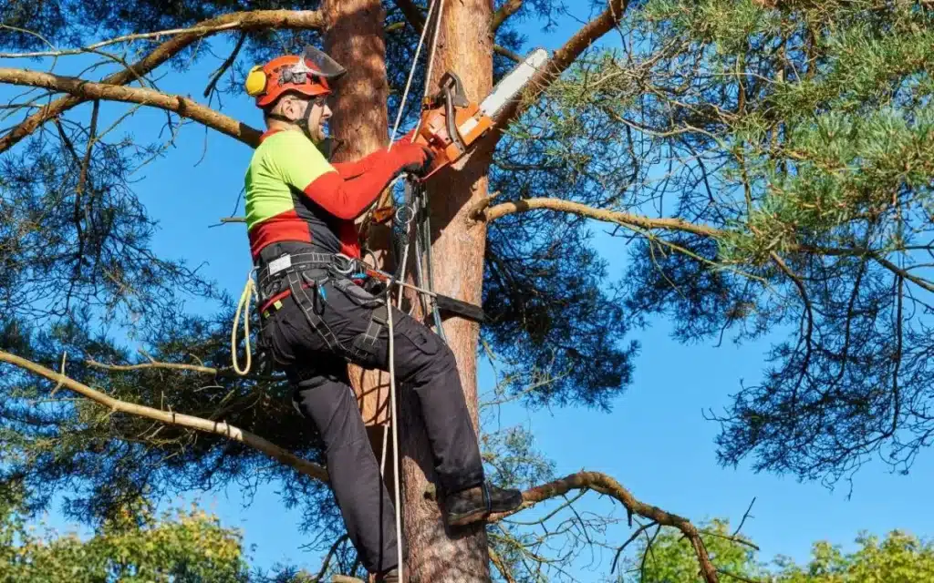 Understanding the Role of an Arborist