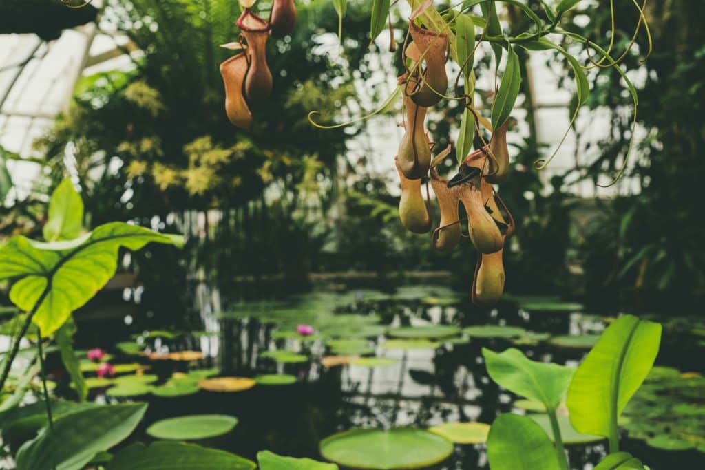 Golden Gate Park