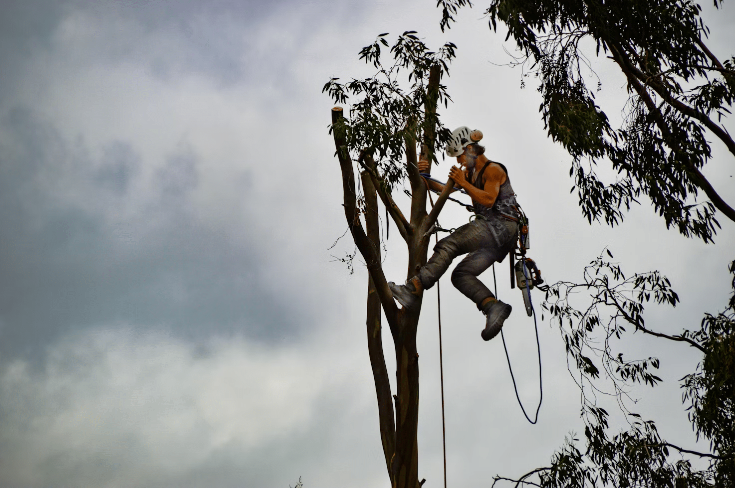 Why Hiring an Arborist in Sydney is Essential for Tree Care