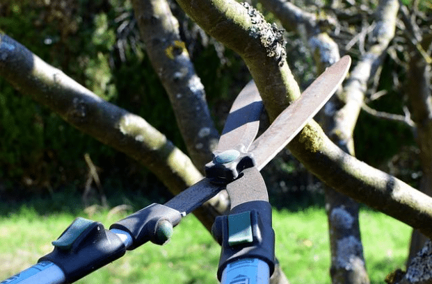 Best Time of Year to Trim Trees in Missouri