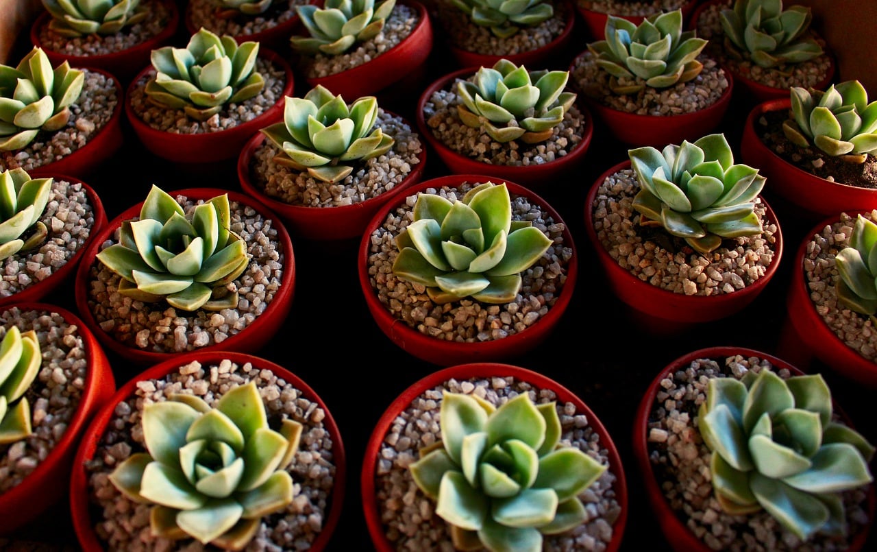 How to Propagate Succulents Successfully