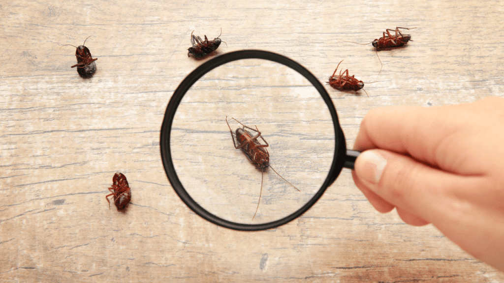 Recognizing the Signs of a Pest Control Emergency