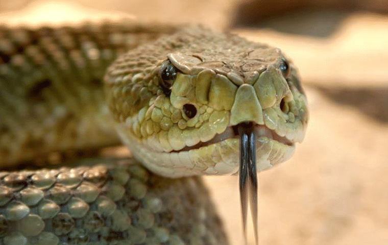 How to Permanently and Quickly Get Rid of Snakes