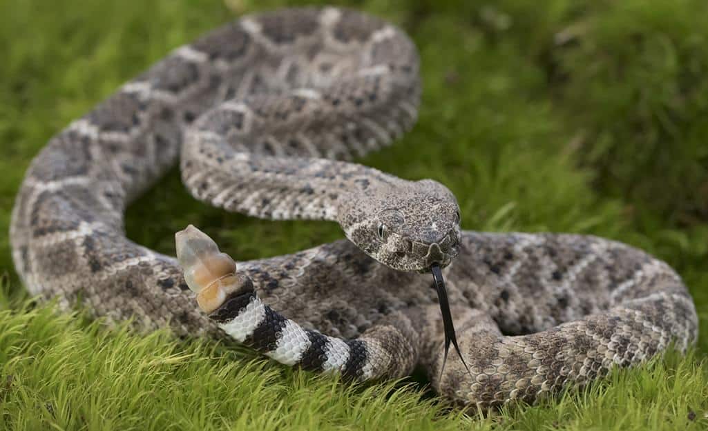 Which Snakes Pose a Risk?