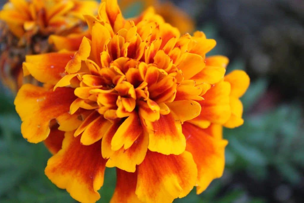 Marigolds 