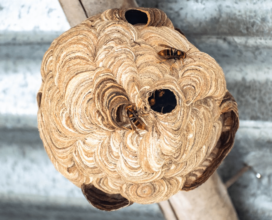 How to Safely Remove a Wasp Nest from Your Home Without Getting Stung