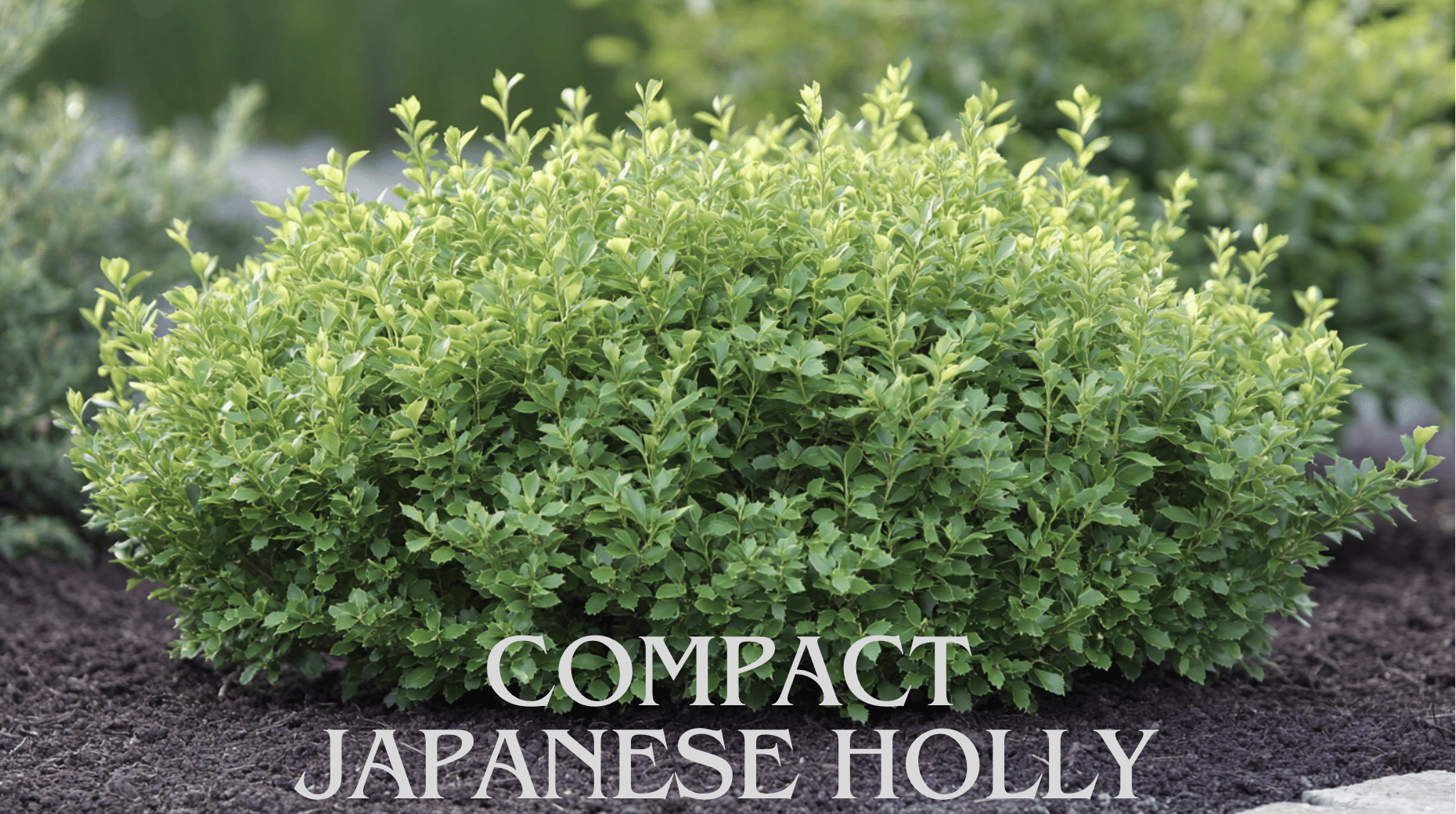 Compact Japanese Holly