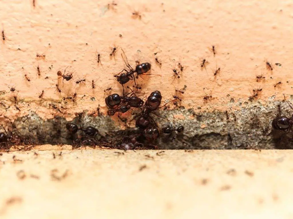 How to Prevent Ants in Your House