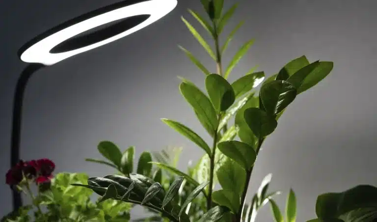 Plants as a Design Element: What Goes With Which Lighting Conditions?