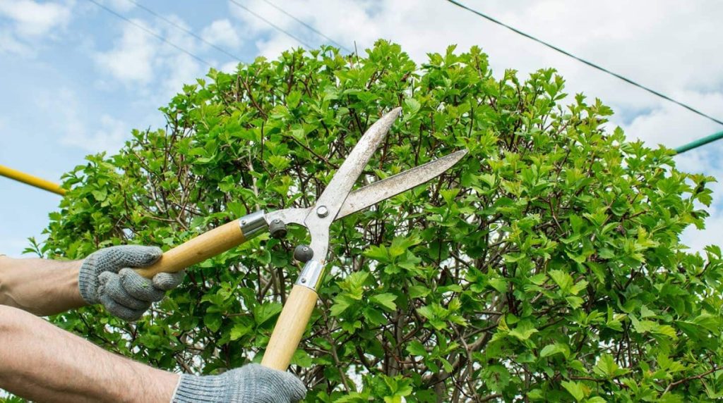 Understanding the Basics of Tree Pruning