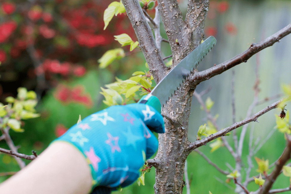 Essential Seasonal Tree Pruning Practices for Australian Gardens