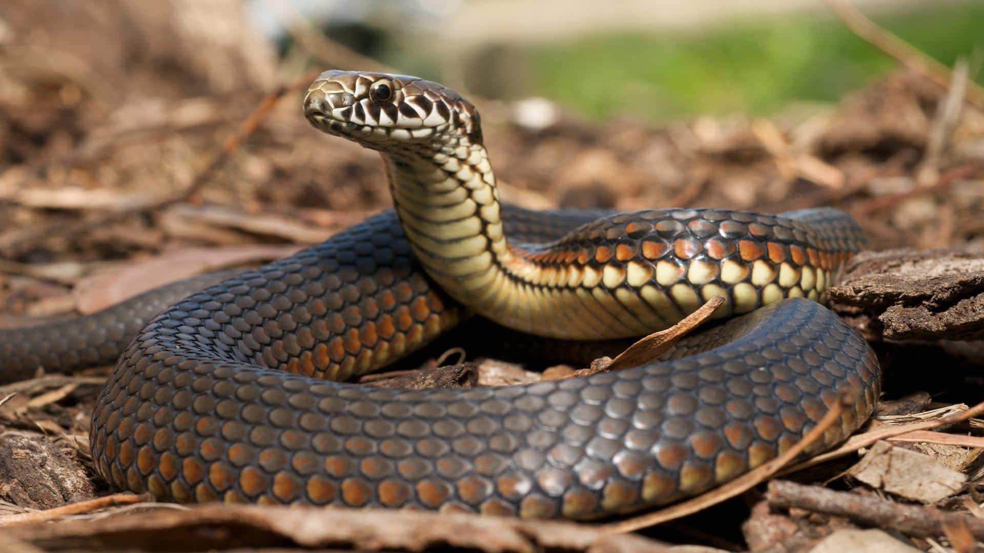 Tips for Getting Rid of Snakes From Your Property