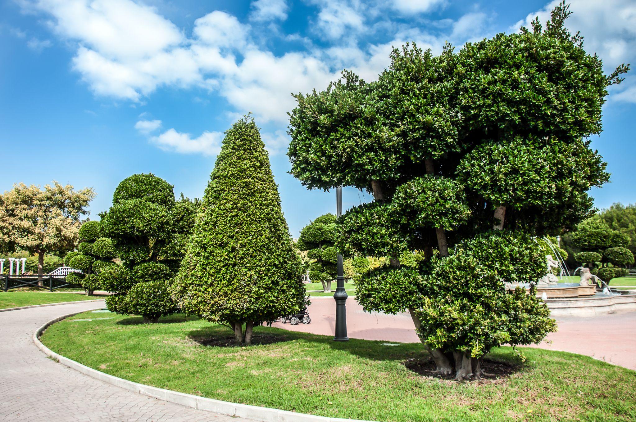 Maximizing Your Garden's Potential: Tree Pruning Tips for Seattle Homeowners